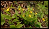 Yellow Lady-Slipper Orchid