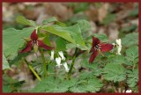 Trillium & Squirrel Corn