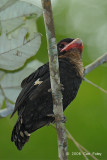 Broadbill, Dusky