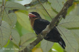 Broadbill, Dusky