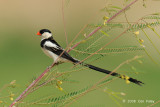 Whydah, Pin-tailed (male) @ Changi