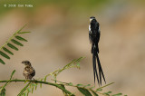 Whydah, Pin-tailed (male) @ Changi