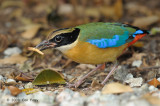 Pitta, Blue-Winged @ Botanic Garden