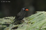 Laughingthrush, Black @ Jln Air Terjun