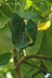 Leafbird, Yellow-throated @ Sabang