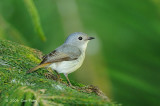 Flycatcher, Little Pied (female) @ Telecom Loop