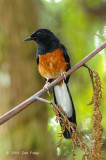 Shama, White-rumped @ New Road