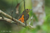 Shama, Rufous-tailed (female)