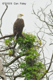 Eagle, Bald @ Cape May, NJ