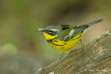 Warbler, Magnolia (female) @ Central Park, NY