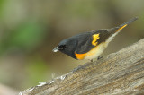 Redstart, American (male) @ Central Park, NY