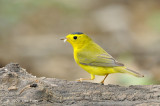 Warbler, Wilsons @ Central Park, NY