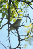 Vireo, Warbling @ Central Park, NY