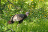 Turkey, Wild (male) @ Shenendoah National Park