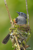 Monarch, Black-naped (female)