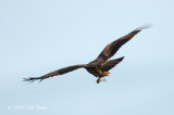 Kite, Brahminy (juvenile) @ Changi