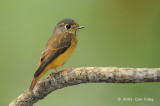 Flycatcher, Ferruginous @ Venus Drive