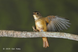 Flycatcher, Ferruginous @ Venus Drive