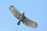 Eagle, Changeable Hawk (pale morph) @ Changi