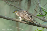 Cuckoo, Malaysian Hawk (juv) @ Changi