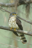 Cuckoo, Malaysian Hawk (juv) @ Changi