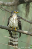 Cuckoo, Malaysian Hawk (juv) @ Changi