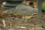 Heron, Malayan Night (juv) @ Botanic Gardens