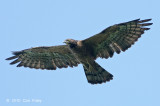 Buzzard, Crested Honey (dark morph) @ Bidadari