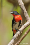 Mistletoebird (male) @ Casuarina Coastal Reserve