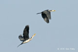 Cormorant, Little Pied @ Yellow Water