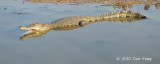 Saltwater Crocodile @ Yellow Water, Australia