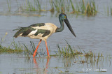 Stork, Black-necked (female) @ Mamukala Wetlands