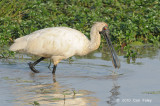 Spoonbill, Royal @ Mamukala Wetlands