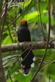 Malkoha, Red-crested @ Subic