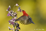 Sunbird, Crimson (male) @ MOG
