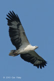 Eagle, White-bellied Fish @ SBWR
