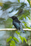 Drongo, Hair-crested