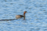 Grebe, Little @ Jugan Fish Ponds