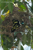 Broadbill, Black-and-Yellow (exiting nest)