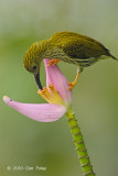 Spiderhunter, Streaked @ Bukit Tinggi