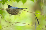 Drongo. Lesser Racket-tailed @ Hemmant Trail