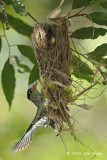 Broadbill, Silver-breasted @ Bukit Tinggi