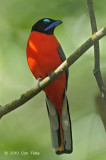 Trogon, Scarlet-rumped (male)