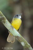 Bulbul, Yellow-bellied