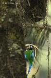 Broadbill, Long-tailed @ Telecom Loop