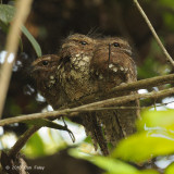 Frogmouth, Blyths (family)