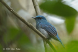 Flycatcher, Pale Blue (male)