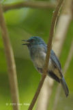 Flycatcher, Pale Blue (male)