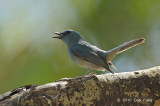 Flycatcher, Pale Blue (male)