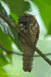 Frogmouth, Blyths (male)